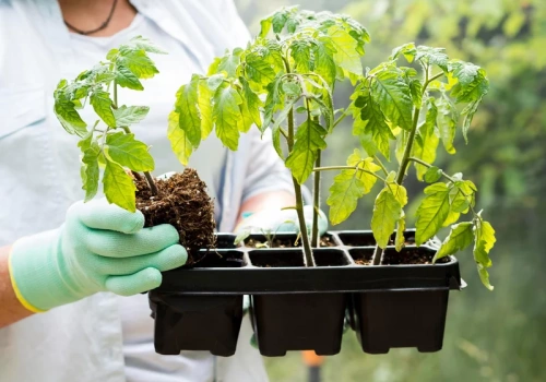 Wystarczy to zblendować. Podlewaj raz na 2 tygodnie, siewki rosną jak na drożdżach