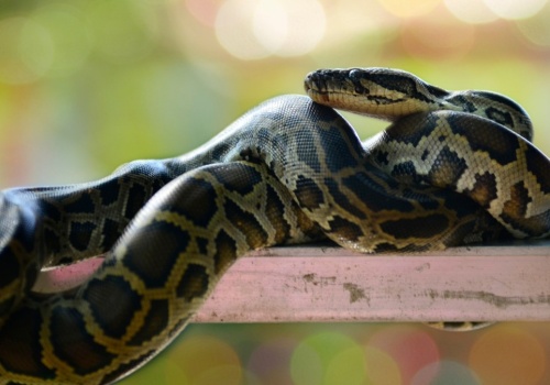 Zaskakujące sceny w polskim domu. Zaklinował się pod zmywarką