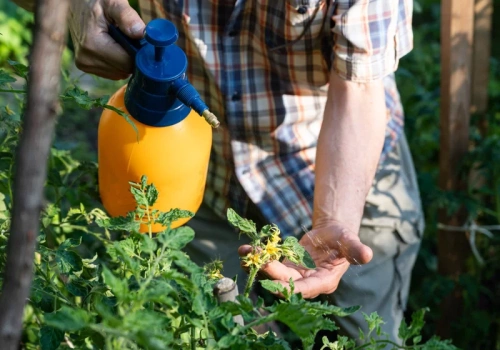 Przyspiesza dojrzewanie i blokuje choroby grzybowe. Ten oprysk to naturalna tarcza w ogrodzie