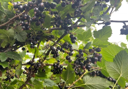 Zmiany w ochronie jagodowych – odpowiedzi na współczesne wyzwania, praktyczne rekomendacje