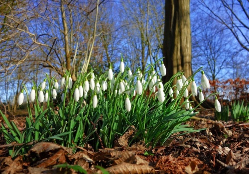 Wiosna przyspiesza. Nawet 17°C, ale nocami wciąż groźnie