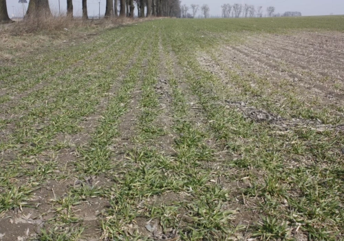 Zabieg T0 w zbożach - konieczny tej wiosny czy można go pominąć?