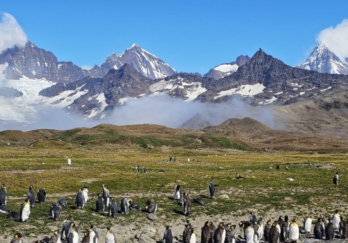 Monika Witkowska dotarła na Południową Georgię -  Królestwo pingwinów