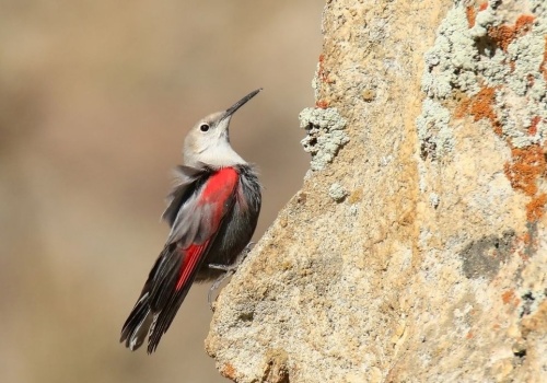 Wyjątkowy ptak w Polsce. Pomurnik pojawia się ekstremalnie rzadko