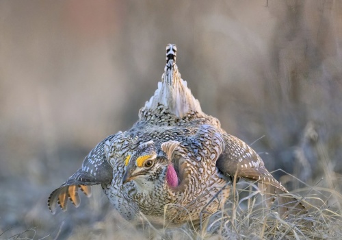 Unikalny ptak skreślony z listy chronionych. Naukowcy krzyczą: 