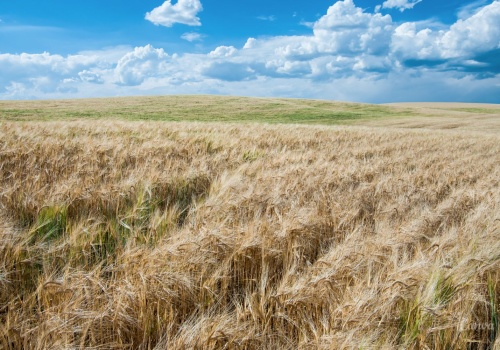 Ceny zbóż na świętokrzyskich targowiskach