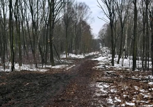 Kilkaset drzew zostało wyciętych w Parku Śląskim. To przygotowania do budowy kolejki linowej