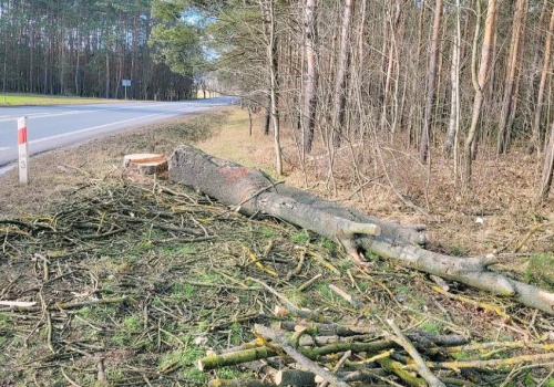 Wielkie cięcie przy ruchliwej drodze. Na drzewach są znaczniki