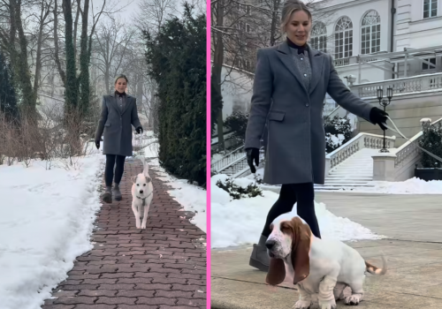 Marta Nawrocka sama wyprowadza swoje psy. Jeden z nich to Yuki, uratowany przed schroniskiem