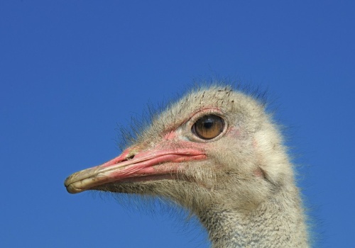 Zabił strusia Zenka i się tym chwalił. 