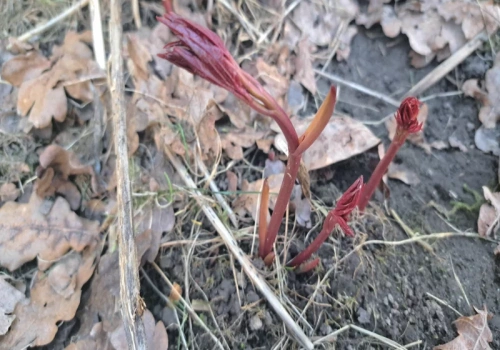Rozkrusz, podsyp i wymieszaj z ziemią. Ten prosty trik sprawi, że piwonie „eksplodują” kwiatami