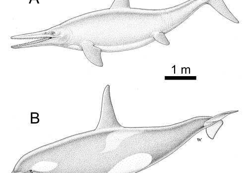 Rybojaszczur z Annopola. Niezwykłe odkrycie paleontologów z UW