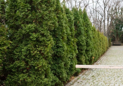 Koniecznie musisz znać tą zasadę przy sadzeniu tui. W przeciwnym wypadku możesz dostać pismo