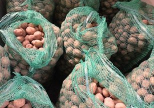 Zebrali ziemniaki, ale nic nie zarobili. 