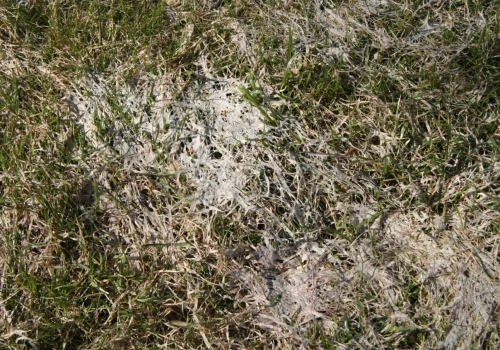 Pleśń śniegowa na łące. Jak skutecznie zwalczyć chorobę wiosną?