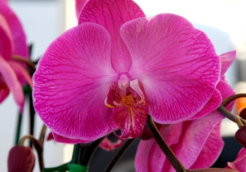 Teściowa układa na parapecie, obok storczyków. Teraz wiem, po co to robi