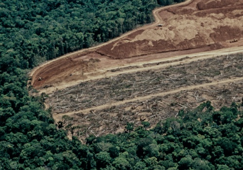 ICEYE uruchamia rozwiązanie do monitoringu wylesiania