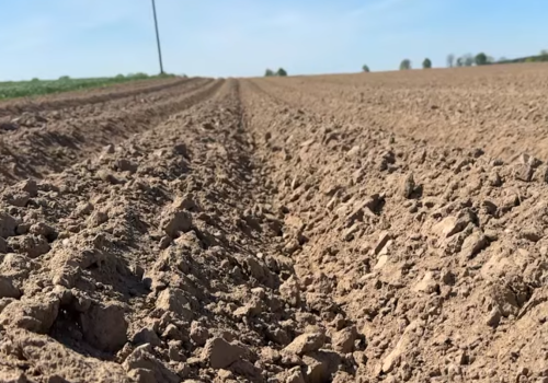 Zwalczanie chwastów w ziemniaku w 2026 roku. Co zamiast metrybuzyny?