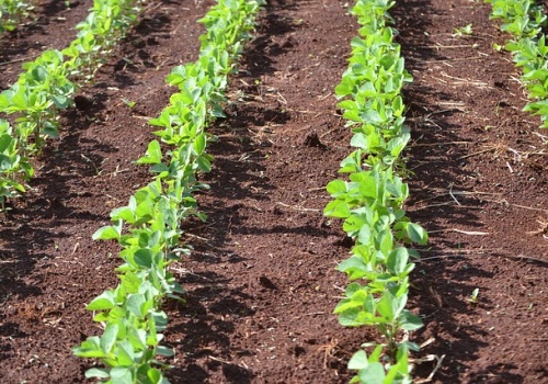 Nowość na sezon 2026: Herbicyd BISMARK z rozszerzoną rejestracją w uprawie soi