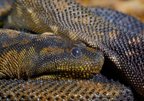 Wąż leżał w szufladzie przez 45 lat. Okazało się, że to zupełny unikat