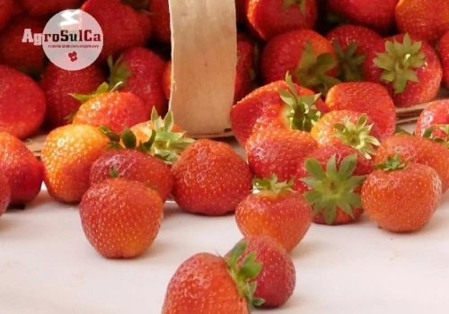 Jak poprawić jakość, trwałość i zdrowotność truskawek? Sprawdzone korzyści z wapniowo‑siarkowego nawożenia gleby