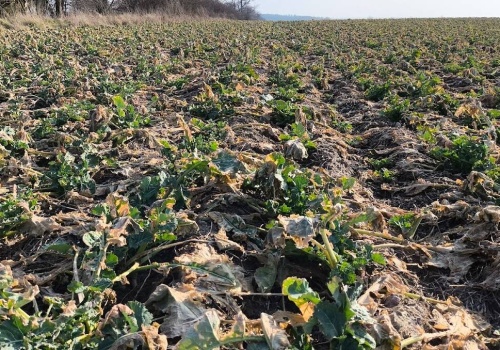 Zrób T0 i nie spiesz się ze skracaniem rzepaku