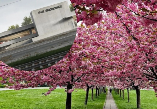 Słynna wiśniowa aleja częściowo do przesadzenia. Rusza budowa węzła w Bronowicach