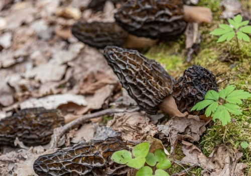 Te grzyby spotkasz w lesie już wczesną wiosną. Nie pomyl z trującymi