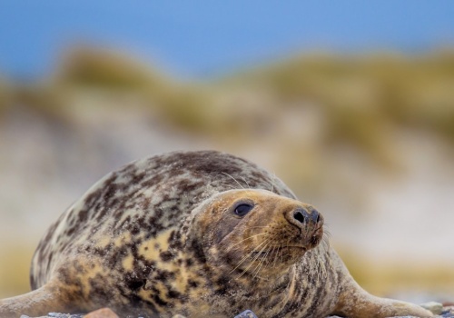Nieoczekiwany drapieżnik atakuje delfiny w Europie. Pierwszy taki wypadek