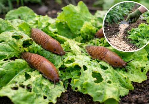 Zamiast do kosza, wrzuć na grządki. Ślimaki znikną raz na zawsze