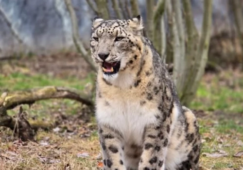 Pantery śnieżnej nie udało się wyleczyć. W śląskim zoo odszedł drapieżny kot