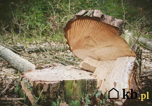 Takie drzewa możesz usunąć bez pozwolenia. Urząd nie ma nic do powiedzenia
