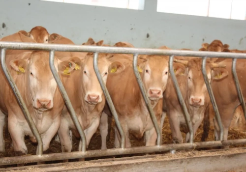 29 zł za byka i koniec podwyżek? Sprawdzamy aktualne ceny bydła w Polsce