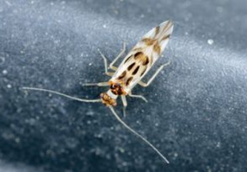 Od jednego intruza zaczyna się problem. Reaguj, gdy zauważysz