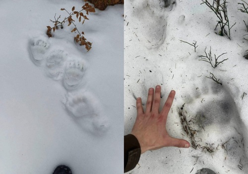 W sądeckich lasach natrafiono na ślady niedźwiedzia