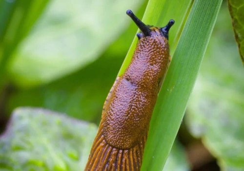 Rozlej to po pierwszym deszczu. W marcu ślimaki ominą ogród szerokim łukiem