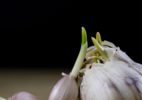 Czy kiełkujący czosnek można jeść? Naukowcy wyjaśniają, co zmienia się podczas kiełkowania