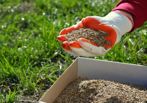 Murawa jak na Narodowym? Czy już dosiewać trawę, czy jeszcze poczekać