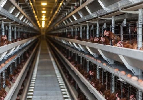 Ogniska rzekomego pomoru 2026 – kolejne w Polsce