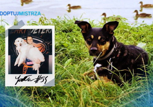 #AdoptujMistrza po śląsku: polaroidy, autografy i merdające ogony