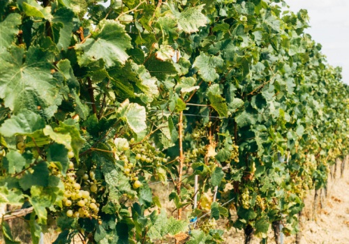 Mołdawia blokuje drób, Ukraina odpowiada licencjami