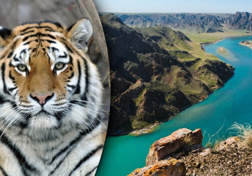 Nad wielkim jeziorem posadzili 50 tys. drzew. Powód jest zaskakujący