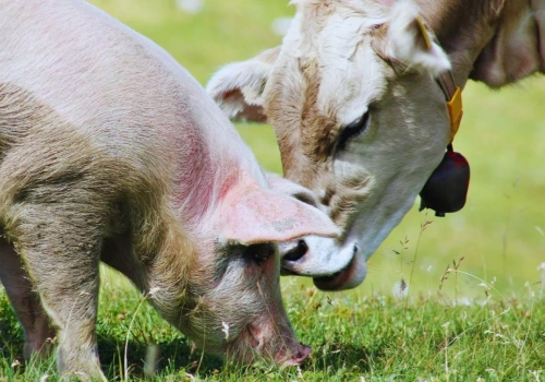 Zabierają rolnikom bydło i świnie. Czas na pilną zmianę prawa