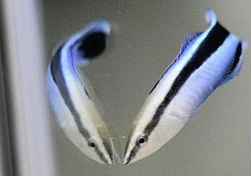 Lustro nie kłamie, ale test bywa podstępny. Ryba wywraca temat do góry nogami