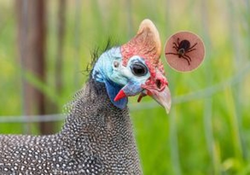 Zawzięcie polują na kleszcze. Naukowcy potwierdzają