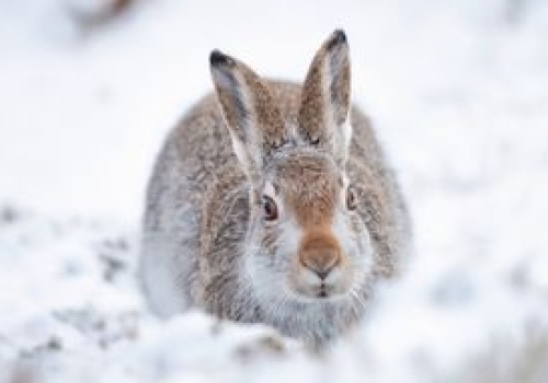 Zostawił króliki na pewną śmierć. Mężczyzna w rękach policji