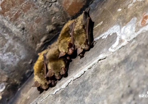 Duża liczba nietoperzy hibernowała tej zimy w Szczecinie