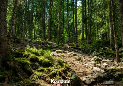 Naukowcy próbują wskrzesić starożytny las. Mają ważny powód