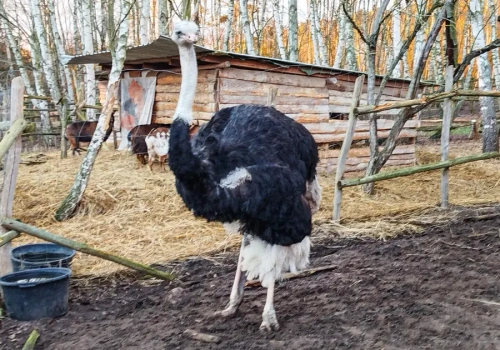 Cztery lata więzienia za zabicie strusia Zenka. Zapadł rzadko spotykany wyrok