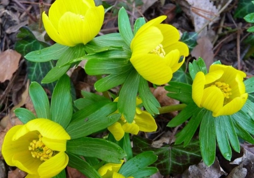 Mało znany zwiastun wiosny. Kwitnie w śniegu i ma nietypowe właściwości